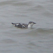 Long-billed Murrelet